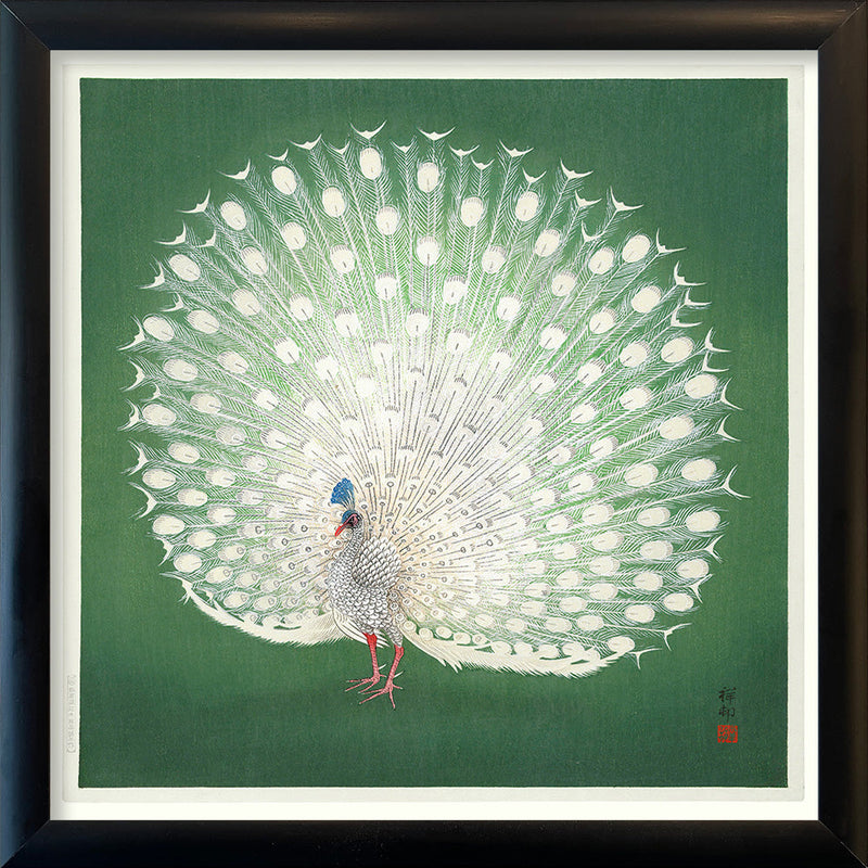 Peacock on Green. Mini Print