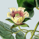 Yellow and pick flower. Mini Print