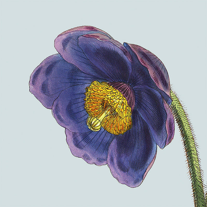 Purple flower. Mini Print