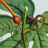 Detail of flower. Mini Print