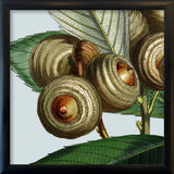 Acorn details. Mini Print