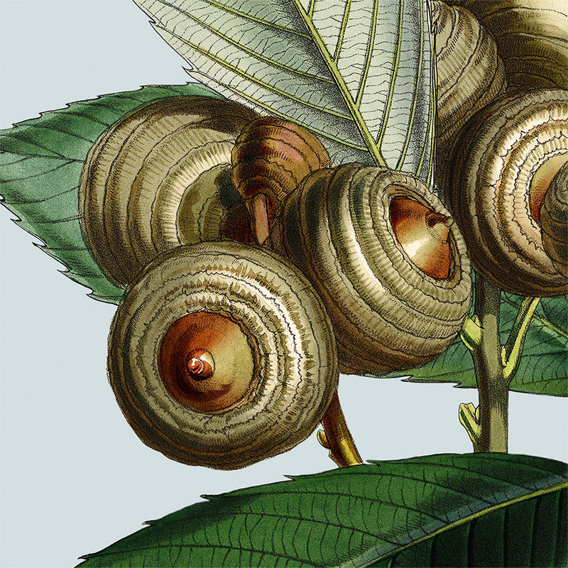 Acorn details. Mini Print