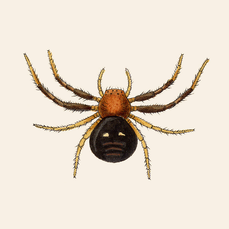 Spider. Mini Print