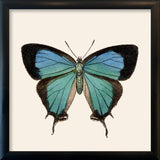 Blue Butterfly. Mini Print