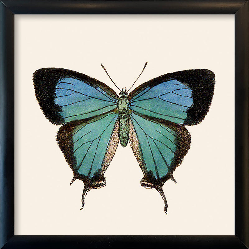Blue Butterfly. Mini Print