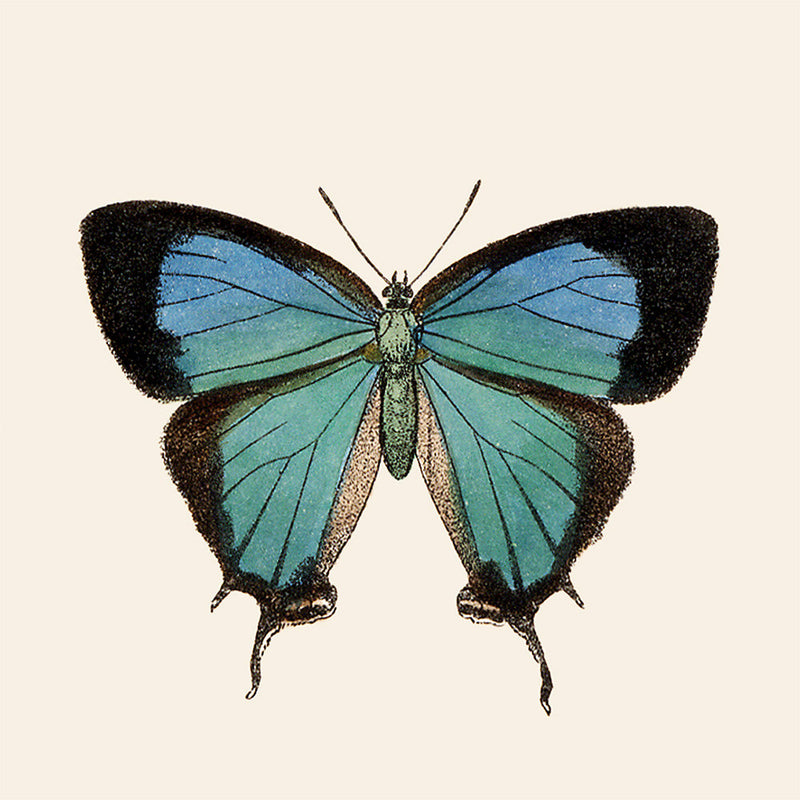 Blue Butterfly. Mini Print