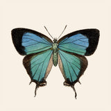Blue Butterfly - Outlet
