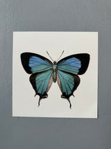 Blue Butterfly - Outlet