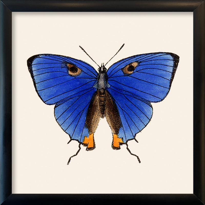 Blue Butterfly. Mini Print