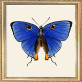 Blue Butterfly. Mini Print