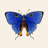 Blue Butterfly 2 - Outlet