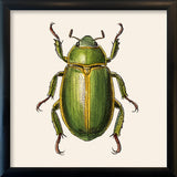 Green Insect. Mini Print