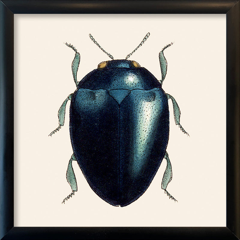Black Beetle. Mini Print
