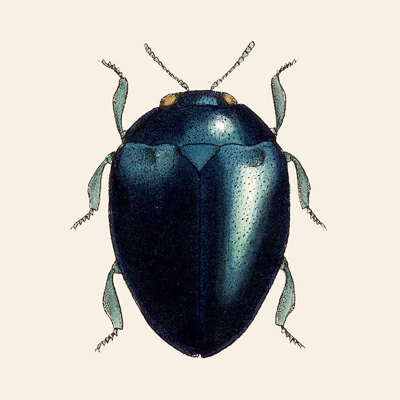 Black Beetle. Mini Print