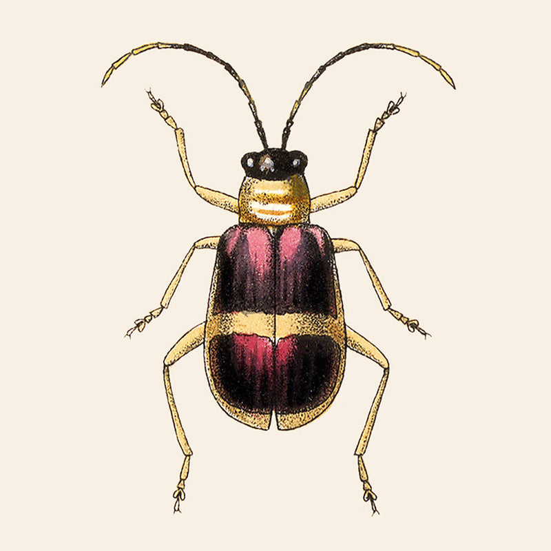Purple and Gold Insect. Mini Print