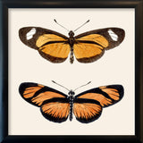 Orange Butterflies. Mini Print