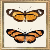 Orange Butterflies. Mini Print