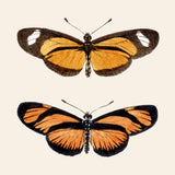Orange Butterflies. Mini Print
