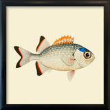 Orange, white and blue fish. Mini Print