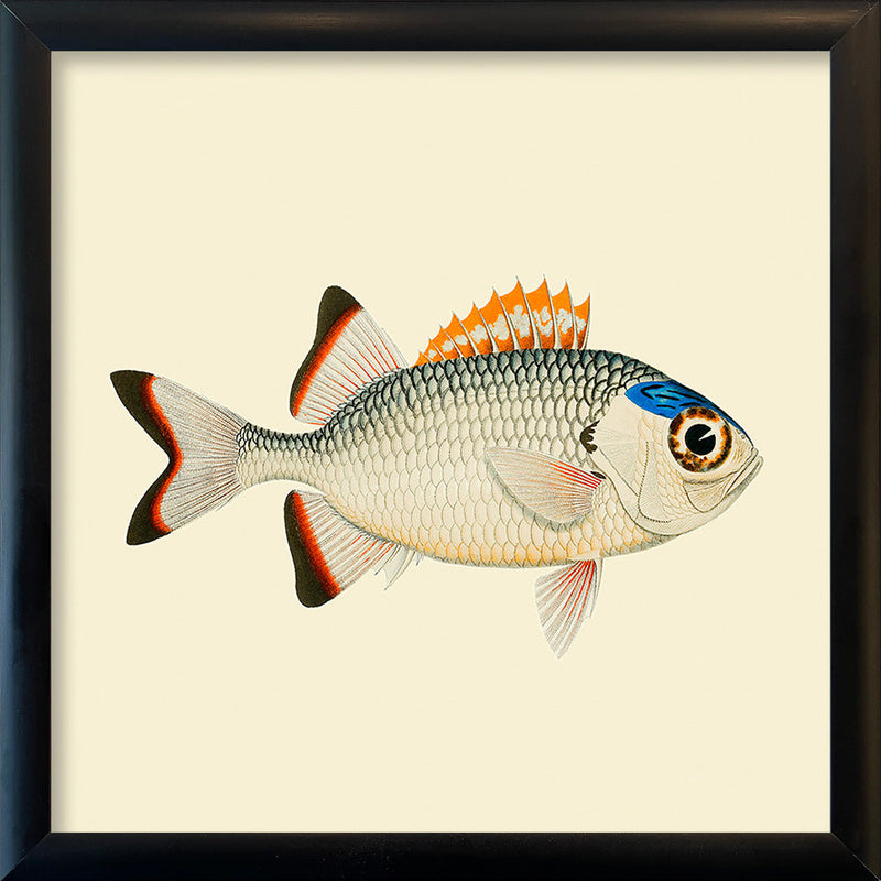 Orange, white and blue fish. Mini Print