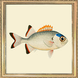 Orange, white and blue fish. Mini Print