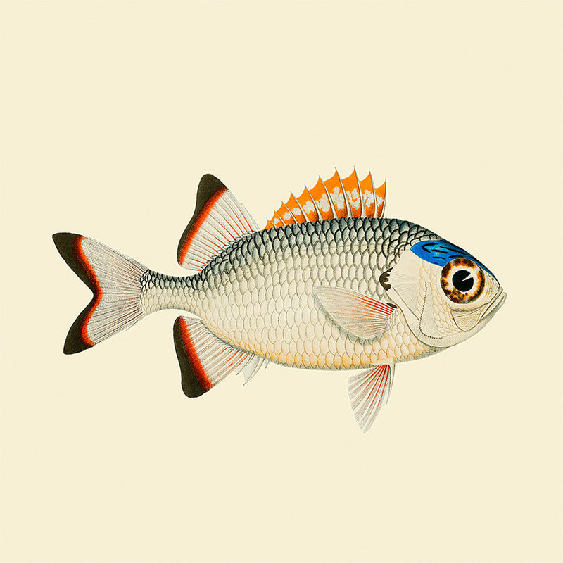 Orange, white and blue fish. Mini Print