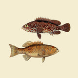 Two Fish. Mini Print