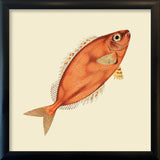 Orange Fish. Mini Print