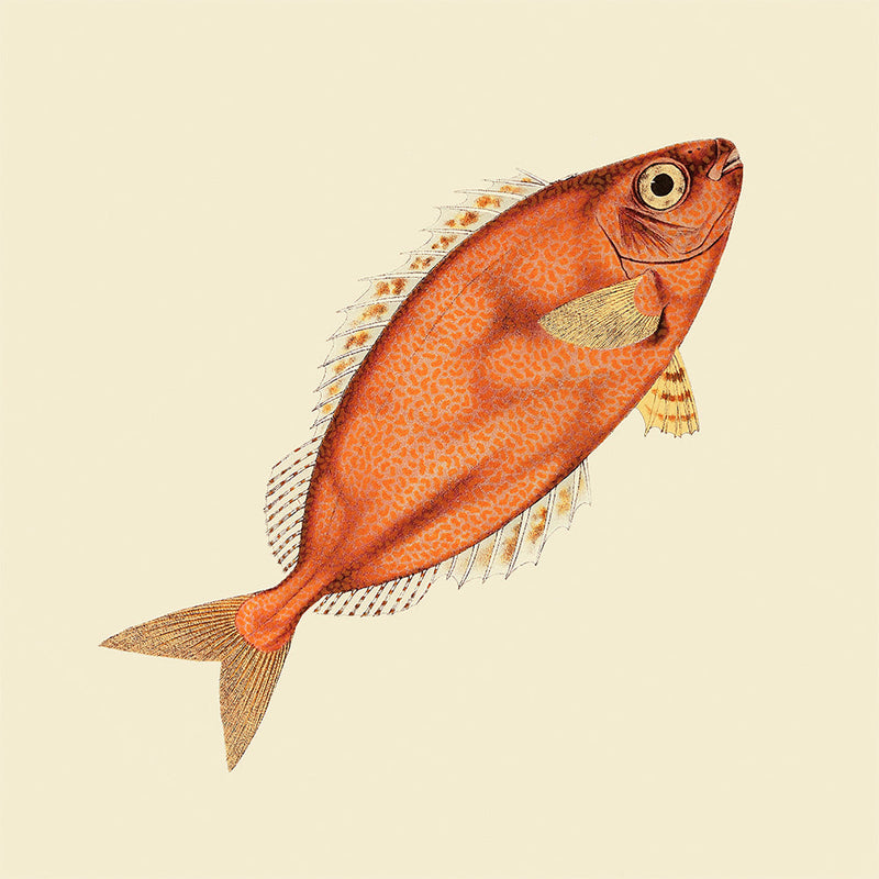 Orange Fish. Mini Print