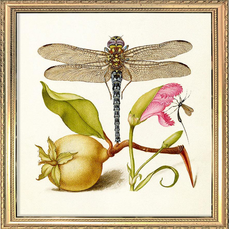 Dragonfly