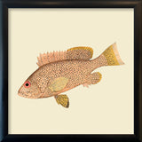 Light Pink Fish. Mini Print