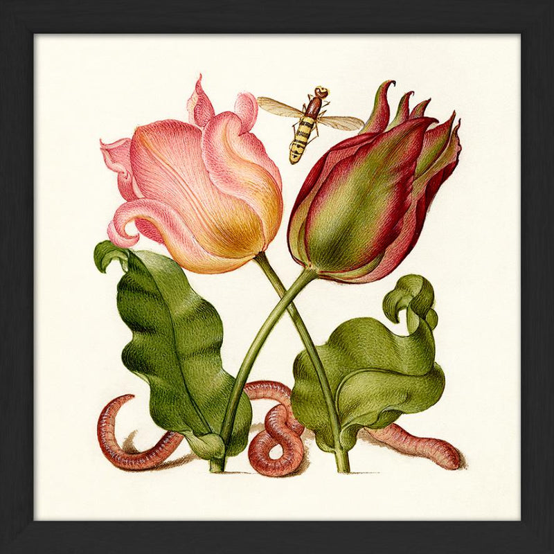 Worm and Tulips