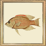 Fish. Mini Print