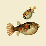 Two Fishes. Mini Print