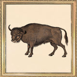 Buffalo. Mini Print