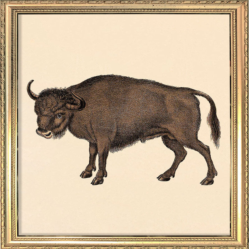 Buffalo. Mini Print