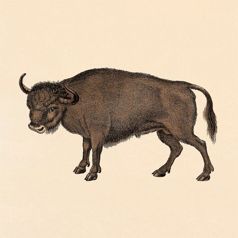 Buffalo. Mini Print