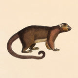 Brown Bear. Mini Print