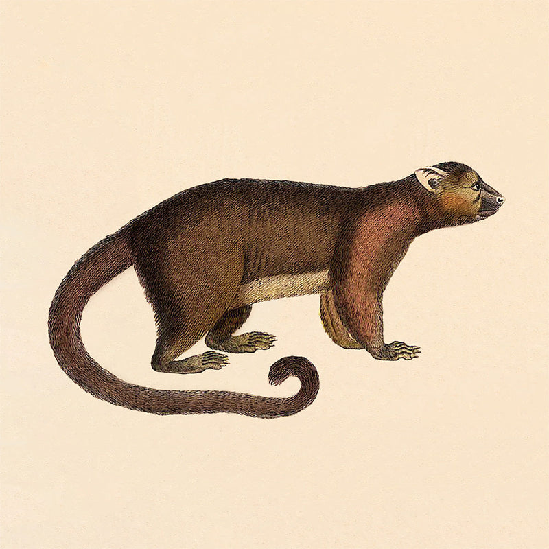 Brown Bear. Mini Print