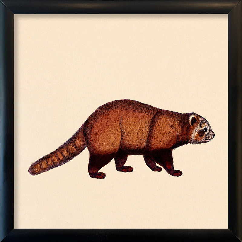 Red Panda. Mini Print