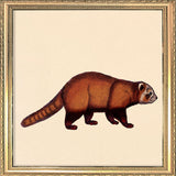 Red Panda. Mini Print