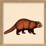 Red Panda. Mini Print