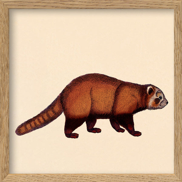 Red Panda. Mini Print