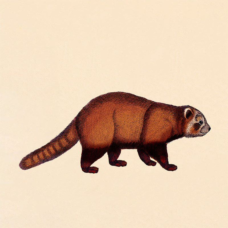 Red Panda. Mini Print