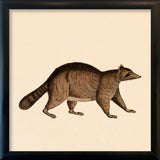 Racoon. Mini Print