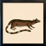 Ring-tailed cat. Mini Print