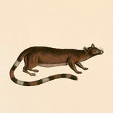 Ring-tailed cat. Mini Print