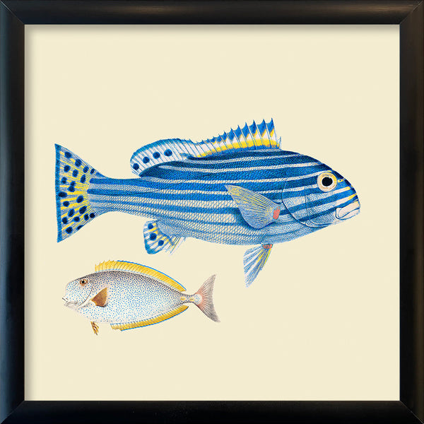 Blue striped fish and white fish. Mini Print
