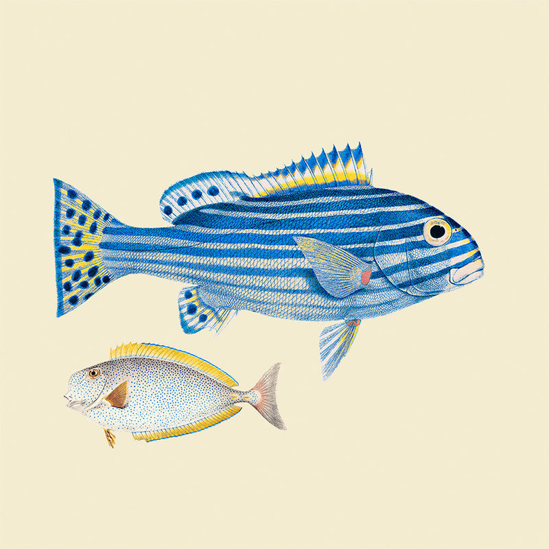 Blue striped fish and white fish. Mini Print