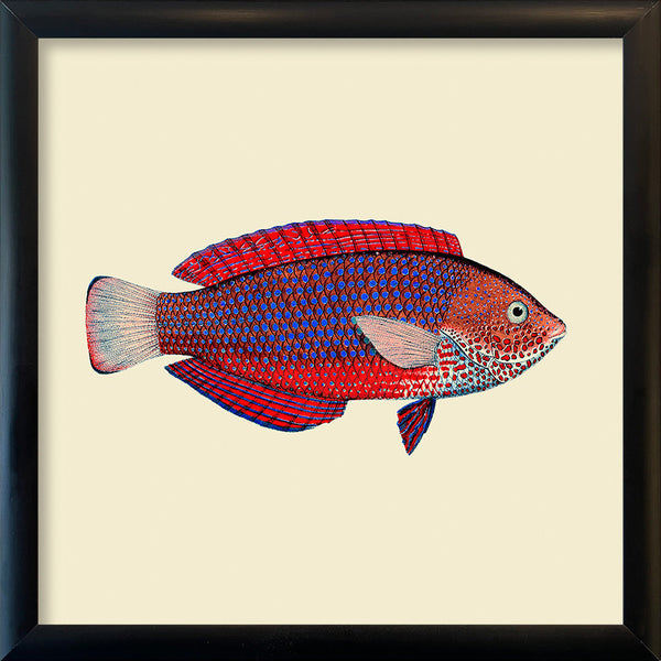Red and purple fish. Mini Print